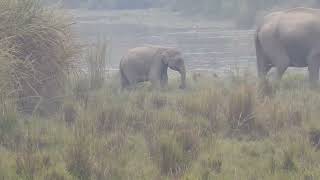 Elephants of Assam  Manas and Kaziranga National Park  2023 [upl. by Lawton]