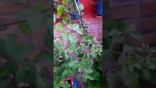 Tulsi plant care tipsagreeculture tulsi [upl. by Ayekam275]