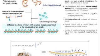 Biotechniques  Principles of SDSPAGE Protein Separation [upl. by Inal438]