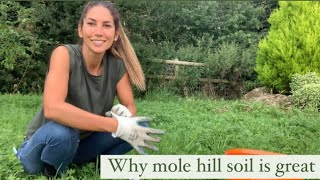 Why I love mole hills Getting soil from mole hills [upl. by Buehrer]