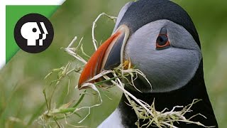 Puffins Pick the Perfect Home [upl. by Aihtnyc]