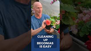 How To Clean Up Tuberous Begonias [upl. by Smitty355]