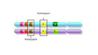 Genetic terms Animation [upl. by Farnsworth]