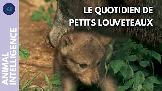 Comment les louveteaux sontils élevés par la meute  I IA [upl. by Malet]