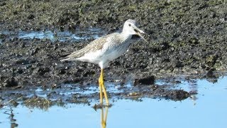 Greater Yellowlegs Amazing Alarm Calls [upl. by Base106]