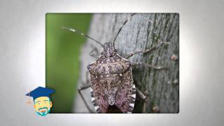 Ask the Pest Professor Stink Bugs [upl. by Lisandra462]