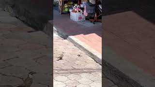 Mockingbird vs snake natural encounter on Santa Cruz Island [upl. by Alden]