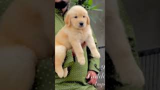 goldenretriever puppypuppiesgoldensangfroidkennel [upl. by Merari699]