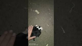 RESCUING DOGS PUPPIES STUCKED UNDER DRAIN iamsrk iamKsvR See full Video [upl. by Stannwood]