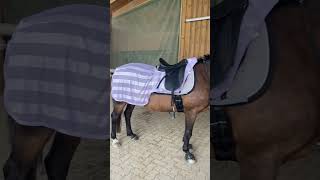 Das ganze Video gibts auf Insta amp TikTok  Reitbeteiligung gesucht horses horse equestrian pferd [upl. by Lleder132]