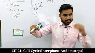 Interphase And Its Steps  Cell Cycle  CH21  Class 12 Biology [upl. by Llerehs]