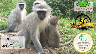 Baby orphan monkeys return home with foster monkey moms [upl. by Diarmuid]