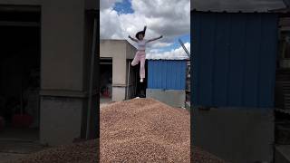 Amazing Dryfruits  Lots of Hazelnut🌰🌰 amp Rural Farmers satisfying shortvideo [upl. by Pollack]