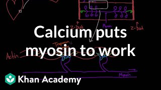 Calcium puts myosin to work  Circulatory system physiology  NCLEXRN  Khan Academy [upl. by Amliw]