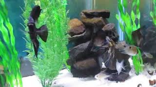 Feeding My Fish Omega One Frozen Brine Shrimp [upl. by Denoting]