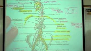 ANATOMY CIRCULATORY SYSTEM PART 2 by Professor Fink [upl. by Parrott332]