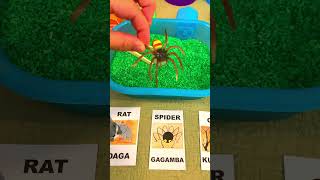 Spider Sensory Play Digging in Green Rice English and Tagalog Vocabulary [upl. by Leverett]