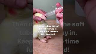 How to hand feed a baby bird parrot with a soft tube and syringe shorts [upl. by Gildus]