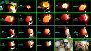 Egg Candling From Day 1 to 21 [upl. by Lawley]