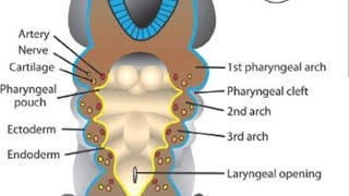 Endodermal pouches  pharyngeal pouches  Tubotympanic recess Parathyroid developmentThymus embryo [upl. by Wiggins523]