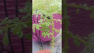 Oxalis plant ☘️☘️new trending gardening plants youtubeshorts shorts [upl. by Aleuqahs631]