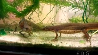 Neoteny newt mating Lissotriton vulgaris [upl. by Yenhpad756]