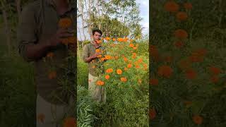 🏵️நாட்டு சாமந்தி பூ பயன்பாடுகள்  Marigold  செண்டு மல்லி  Uzhudu Un  உழுது உண் [upl. by Sol]