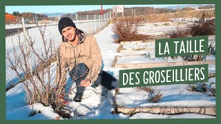 Comment tailler les groseilliers [upl. by Kellda450]