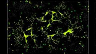 Convergent Ambiguities Slime Mold Final Simulation Regional Network Growth [upl. by Alioz]