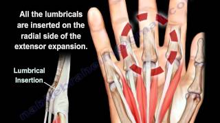 Lumbrical Muscles Of The Hand Anatomy  Everything You Need To Know  Dr Nabil Ebraheim [upl. by Iramo113]