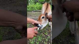 PEMBERANTASAN CACING UNTUK PERTUMBUHAN PEDET SECARA ORALviralshort animals cow [upl. by Nytsirk609]