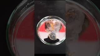 Liquid Mercury 😱shortvideo [upl. by Annohsak879]