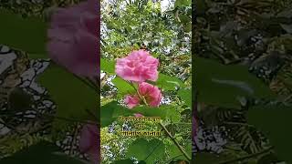 bikal belar sthol paddogolapi colour short tending viral subscribe [upl. by Sanalda]