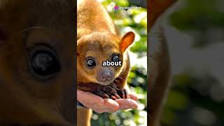 Meet the Adorable Kinkajou 🐾 [upl. by Cletis]