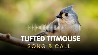 Tufted Titmouse  Song amp Call [upl. by Pavla630]