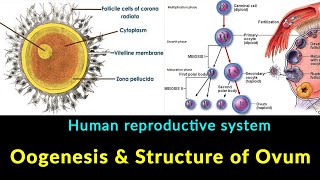 Oogenesis I oogenesis class 12 I oogenesis in hindi I Scientech biology I structure of ovum in hindi [upl. by Melissa]