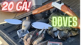 20ga Dove Beat Down Kansas Hunting [upl. by Larner]