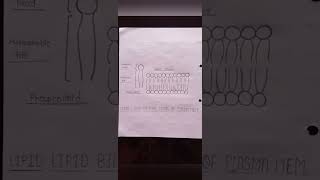 Bsc 1st year zoology assignment modifications of cell membrane zoology biology shorts [upl. by Rikahs963]