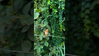 Molting Allen’s Hummingbird 🪶✨ asmr hummingbird allenshummingbird [upl. by Yhtrod]