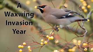 A good year for Waxwings Waxwings in Yorkshire with the OM1 and the 150400mm Lens [upl. by Kaia]