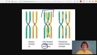 MCAT Question of the Day Chromosome vs Chromatid vs Tetrad [upl. by Enialb]