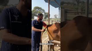 Rectal palpation animals cow dairy sahiwalcows treatment ai palpation [upl. by Imorej515]