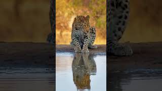 Lovely Leopardess In Golden Light africanwildlife [upl. by Keiko]