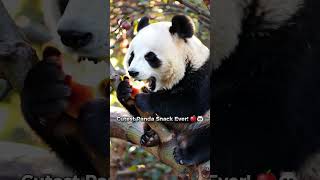 Adorable Panda Enjoys an Apple Feast in the Trees 🍎🐼 AdorablePanda Panda CuteAnimals PandaLove [upl. by Icam]