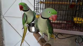 BEST  TALKING PARROT  PARADISE BIRDS INFORMATION OFFICIAL  Youtube [upl. by Yromas]