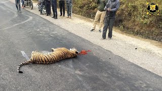 Tiger close encounter in Bardiya Chitwan and Parsa  Wild life Nepal Compilation Nature sound Nepal [upl. by Haldes]