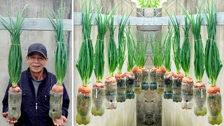 Growing Onions with just a few small plastic bottles great results [upl. by Morril]