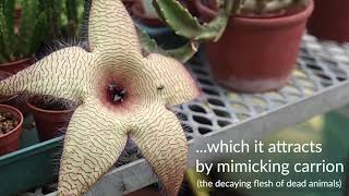 The starfish flower Stapelia gigantea [upl. by Lledrac]