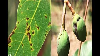 METHOD TO TREAT BACTERIAL BLACK SPOT DISEASE OF MANGO Xanthomonas campestris  PART 2 [upl. by Emie959]