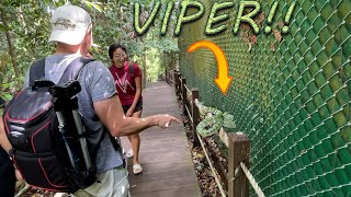 DANGER Venomous Viper on a hand rail in Singapore [upl. by Casavant]